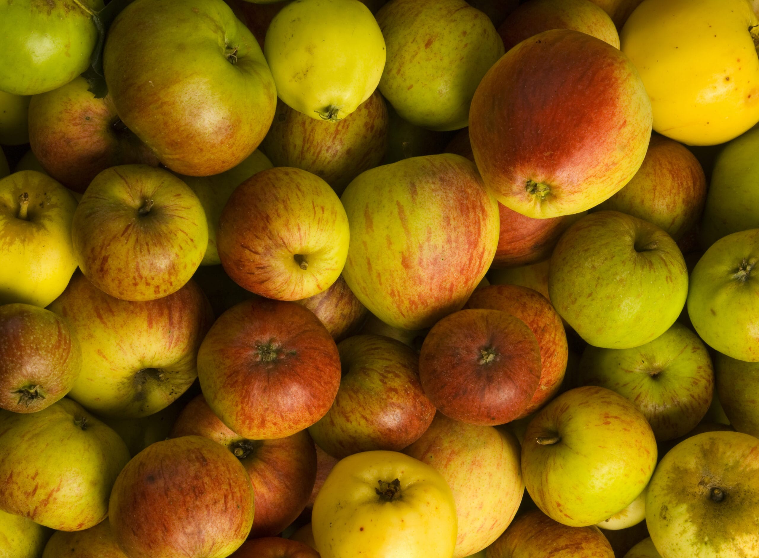 Apples-for-background-001-scaled.jpg?w=1024&h=753&scale